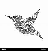 Zentangle Bird Coloring Adult Alamy Drawing sketch template