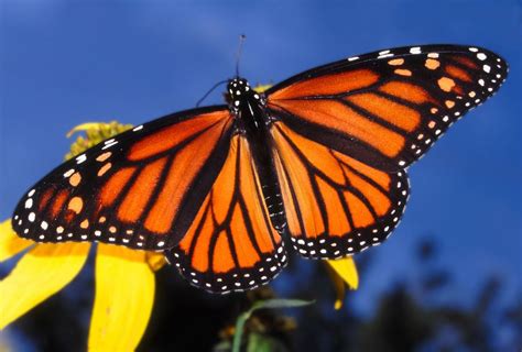 deepening crisis  monarch butterfly population   researcher