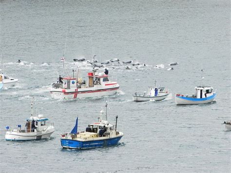 boats driving  pod  pilot whales   bay  suduroy   file