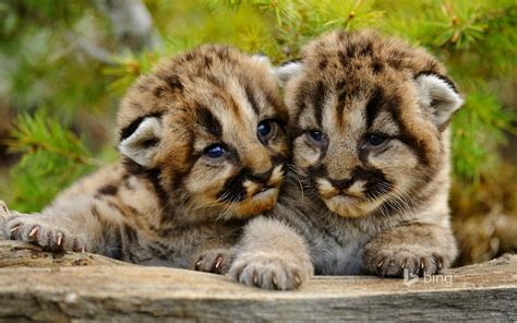lovely mountain lion cubs amazing photo   day reviews news tips  tricks