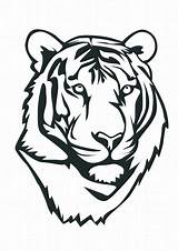 Tiger Coloring Bengal Pages Getcolorings Printable sketch template
