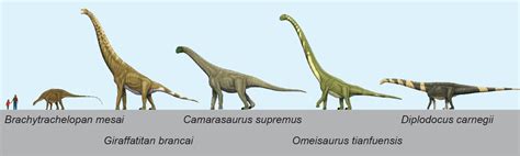sauropod dinosaurs   biggest land animals