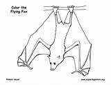 Fox Coloring Flying Pages Winged Template Sketch Exploringnature sketch template