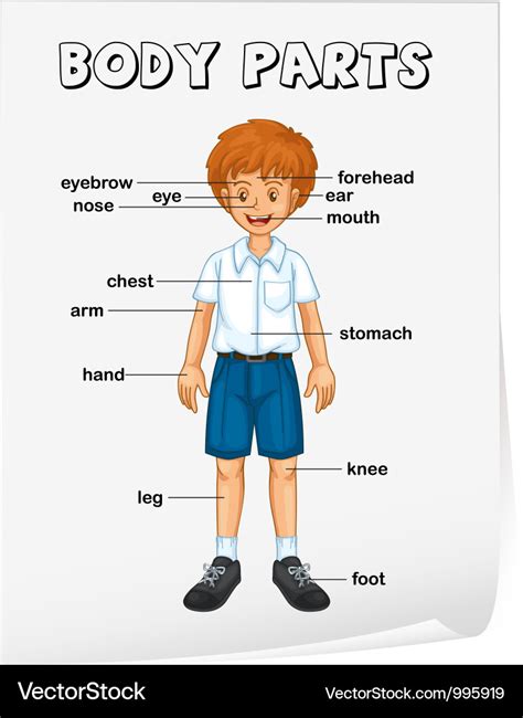 body parts diagram mi cuerpo  body diagram  human body parts  spanish  language