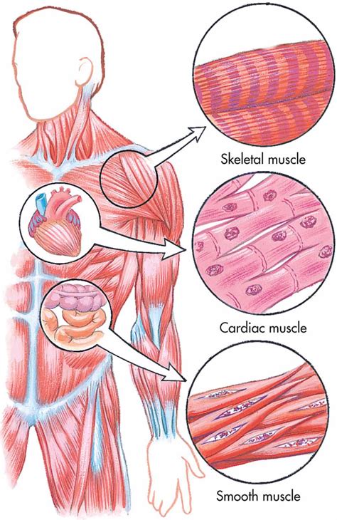 ciencias  grado human body tissues