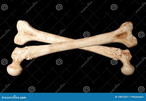skeleton bones stock image image