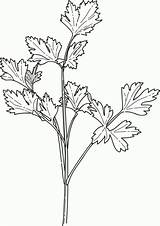 Parsley Spices Colouring Coriander Hierbas Mewarna Colorir Cilantro Sayuran Sayur Ervas sketch template