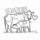 Coloring Pages Breastfeeding Cow Top Heifer Realistic Getcolorings Printabl Printable sketch template