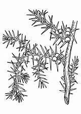 Pianta Colorare Pflanze Disegno Coloriage Plante Educima Ausmalbild Abbildung Herunterladen Schulbilder sketch template
