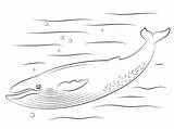 Whale Coloring Pages Blue Printable Choose Board sketch template