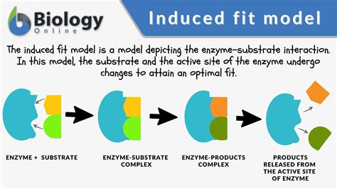 induced fit model definition  examples biology  dictionary