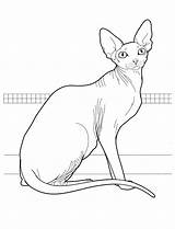 Colorat Pisica Planse Pisici Desene Desenat Colorear Cats Devon Kolorowanki Koty Gatti Animale Sphynx Kolorowanka Chachipedia Egiziano sketch template