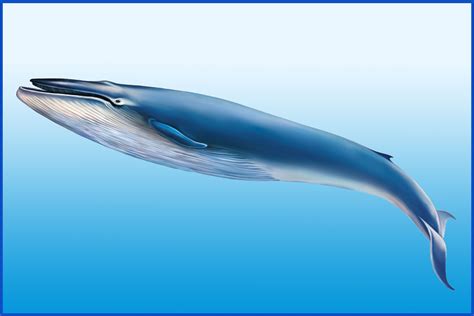 blue whale facts breathtaking gentle giants   ocean