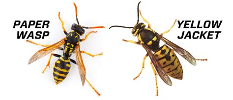 black  yellow wasp cheapest  save  jlcatjgobmx