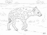 Hyena Coloringbay sketch template