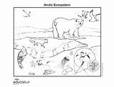 Animals Tundra Drawing Coloring Arctic Kids Pages Getdrawings sketch template