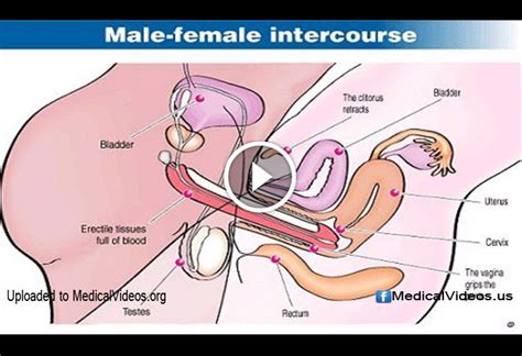 diagram of penis in vagina igfap
