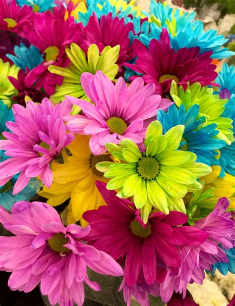 images petal bloom colourful colorful pink flora daisies
