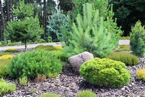 pine trees landscaping ideas