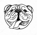 Inglese Bulldogs Fronte Engels Disegnato Zentangle Illustrazione Template Coloritura Cucciolo Testa Vectorified sketch template