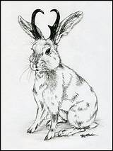 Jackalope Deviantart Coloring Scary Yahoo Search Info Drawings sketch template