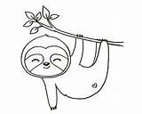 Sloth Easy Drawings Kawaii Koala Kolorowanka Kids Drukowanka sketch template