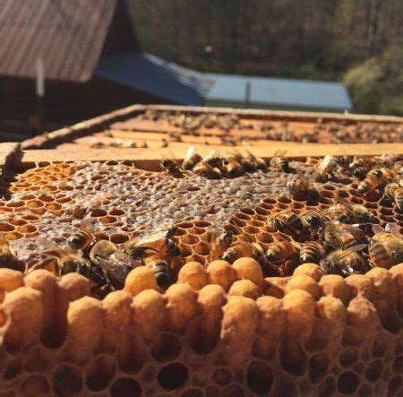 drone laying queen carolina honeybees hives backyard bee bee keeping