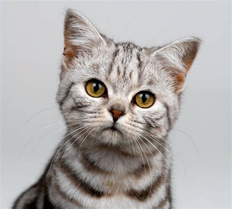 top  basic house cat breeds