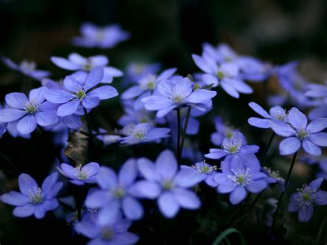 usernamepas natural blue flowers names   beautiful blue