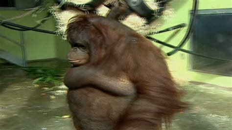 Rescue Center Steps In To Slim Down Obese Orangutan