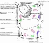 Zelle Aufbau Pflanzenzelle Zelltypen Biologie Lehrbuch Organellen sketch template