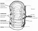 Gi Layers Tract Innermost Mucosal Mucosa Outer Muscularis Serosa sketch template