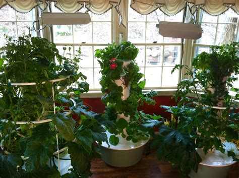 indoor gardening   winter snowstorm click    fun tutorial indoor vegetable