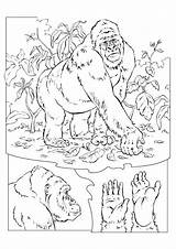 Gorilla Coloring Pages Bokito Fun Kids Animal Books Drawings Drawing Choose Board Lowland Western Large Printable sketch template