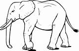 Coloring Pages Animals Elephant Big African sketch template