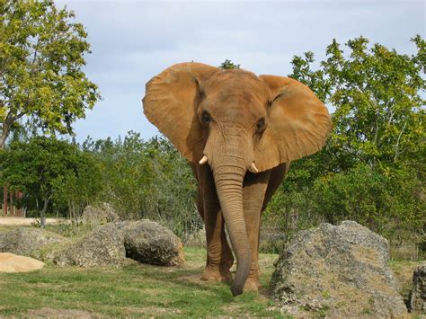 fileafrikanische elefant miamijpg wikimedia commons