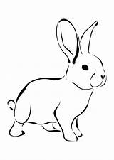 Coloring Pages Rabbit Rabbits Printable Kids sketch template