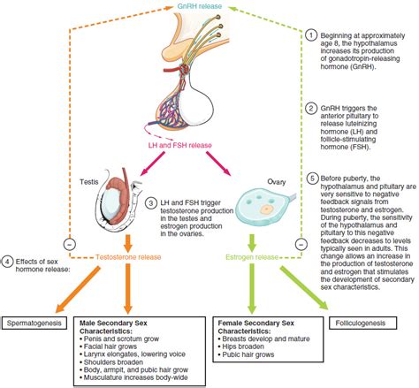 development of the male and female reproductive systems · anatomy and