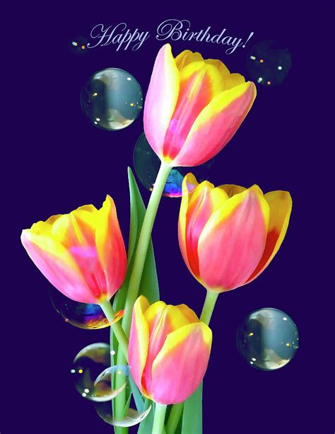 happy birthday tulip bouquet photograph  johanna hurmerinta