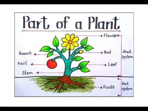 easy parts   plant drawing   draw parts   plant parts   plant  school