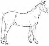 Caballo Warmblood Pferde Ausmalbilder Breeds Andalusier Caballos Pferderassen Lineart sketch template