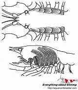 Crayfish Internal Respiratory Gills Lungs Aquariumbreeder sketch template