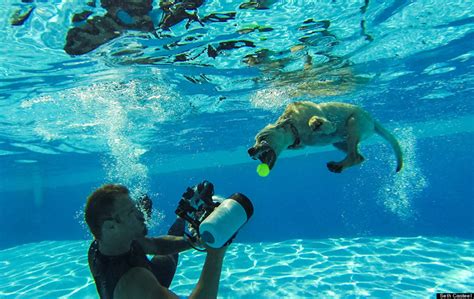 this photographer taught 1 500 puppies how to swim these are the
