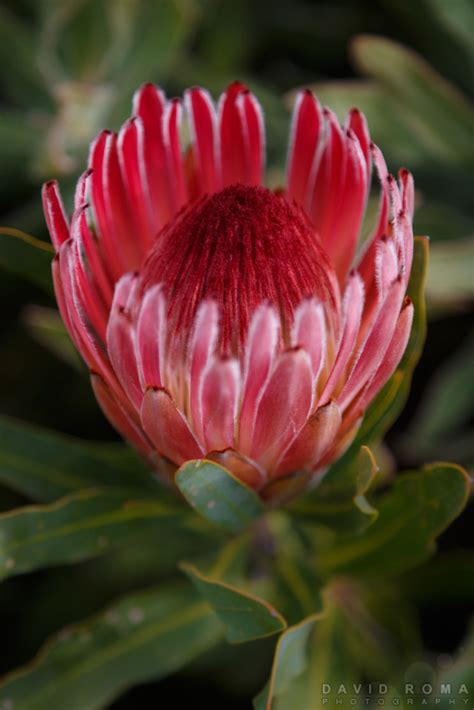 david roma photography south african protea mt tomah