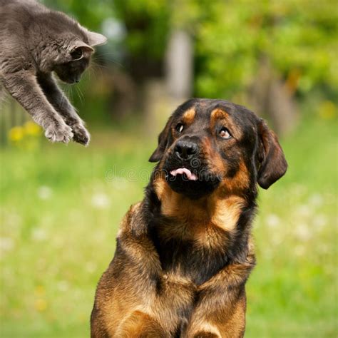 kat en hond stock foto image  komisch grappig honds