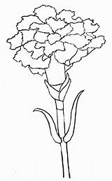 Flower Carnation Simple Drawing Pink Getdrawings Trace Drawings Tutorial sketch template