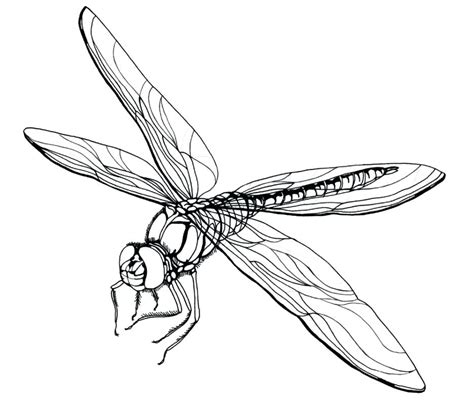 dragonfly coloring pages  adults  getdrawings