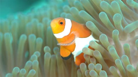 les poissons clowns adaptent leur metamorphose aux anemones qui les entourent numerama