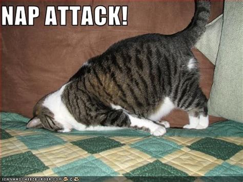nap attack this is how i feel most of the time lol funny