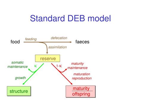 standard deb model powerpoint    id